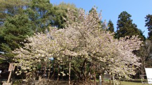 薄墨桜